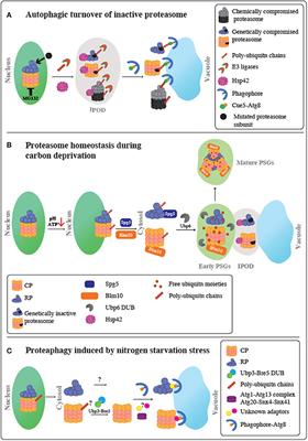 Spatial Organization of Proteasome Aggregates in the Regulation of Proteasome Homeostasis